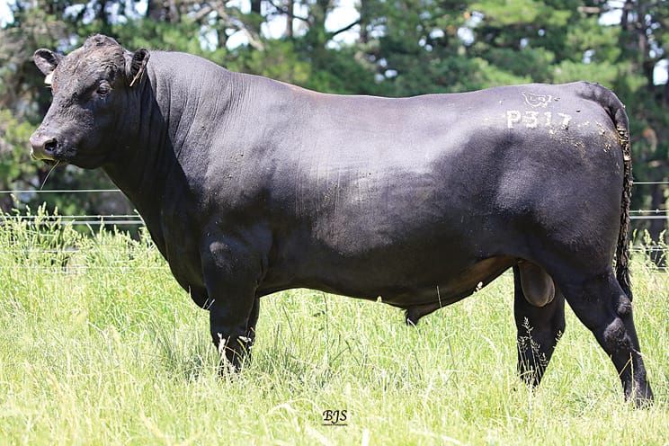 Record-breakers’ progeny to be showcased at Spring sale post image