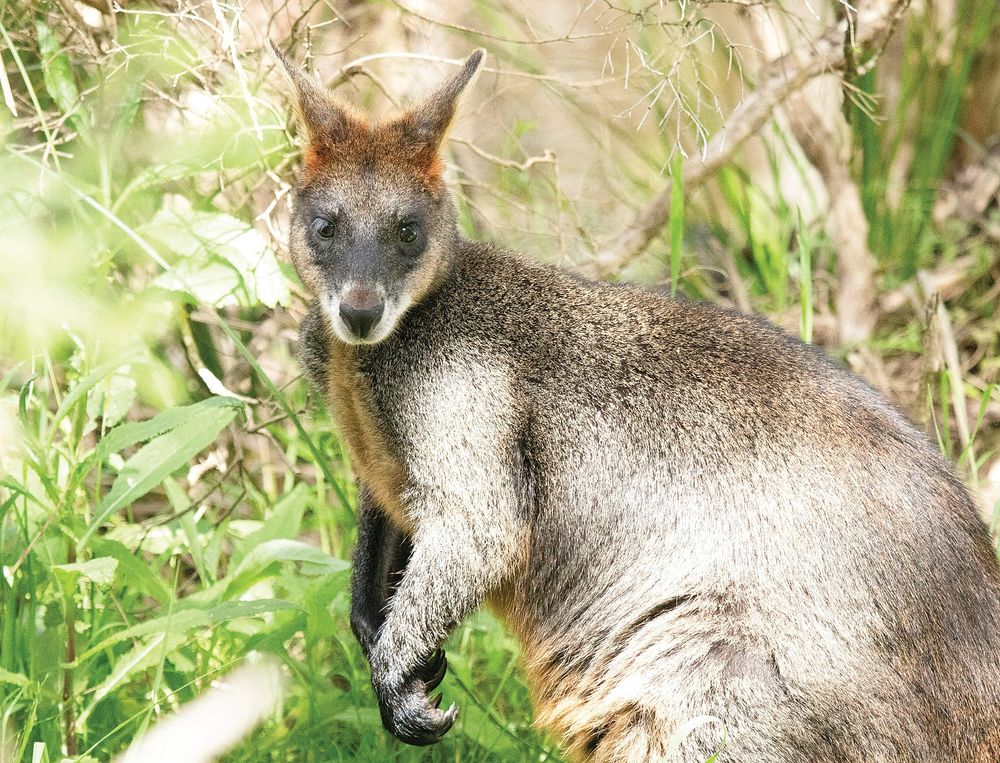 Unchecked native wildlife populations are wreaking havoc on farms and land post image