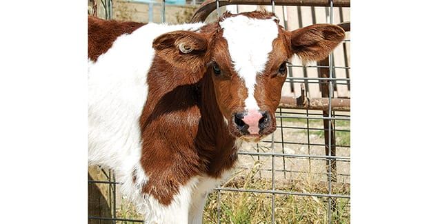 Top industry experts talk genetics, breeding post image
