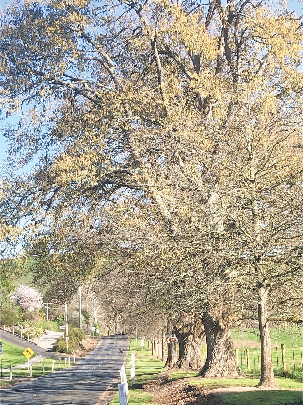 Funding approval for Kongwak Avenue of Honour post image