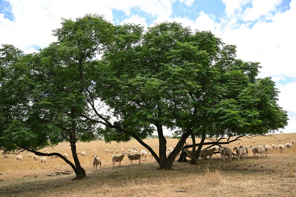 Timely resource for sheep producers post image