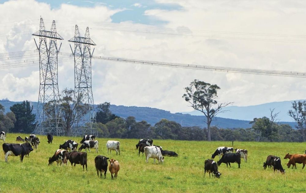 No underground transmission in Gippsland, too expensive, they say post image