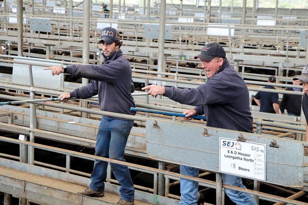 Feeder cattle hold firm post image