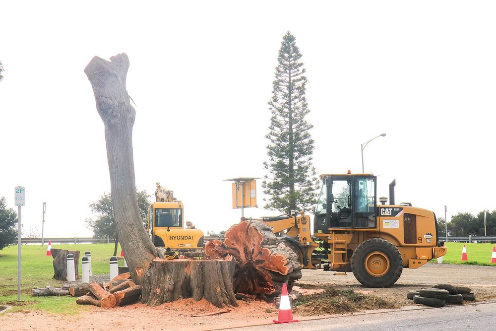 Trees works underway in San Remo post image