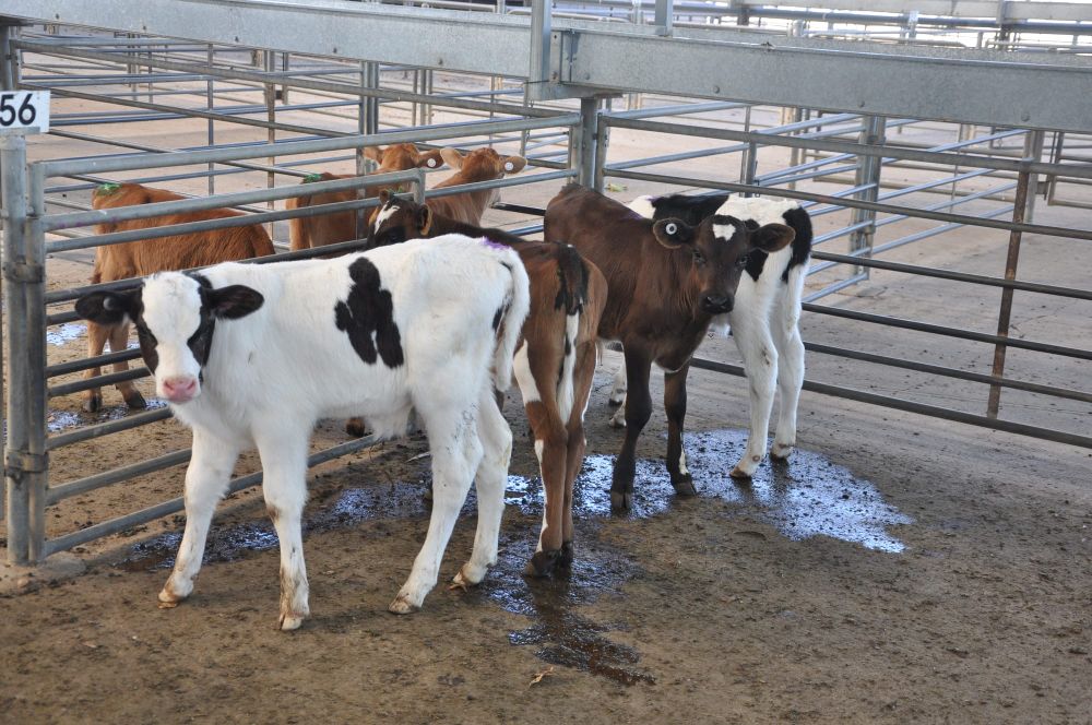 Handle with care: bobby calf transport requirements post image