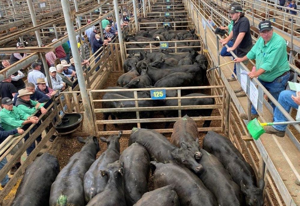 Kilcoy Global on the job of reopening Tabro Meats post image