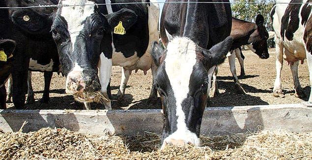 Gippsland milking positive financial returns post image
