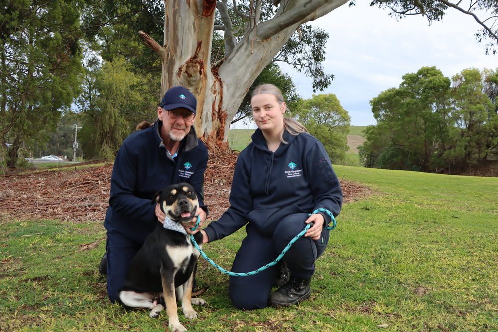 Can you offer Bruce the pawfect home? post image