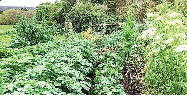 Inspiring food gardens in Bass Coast post image