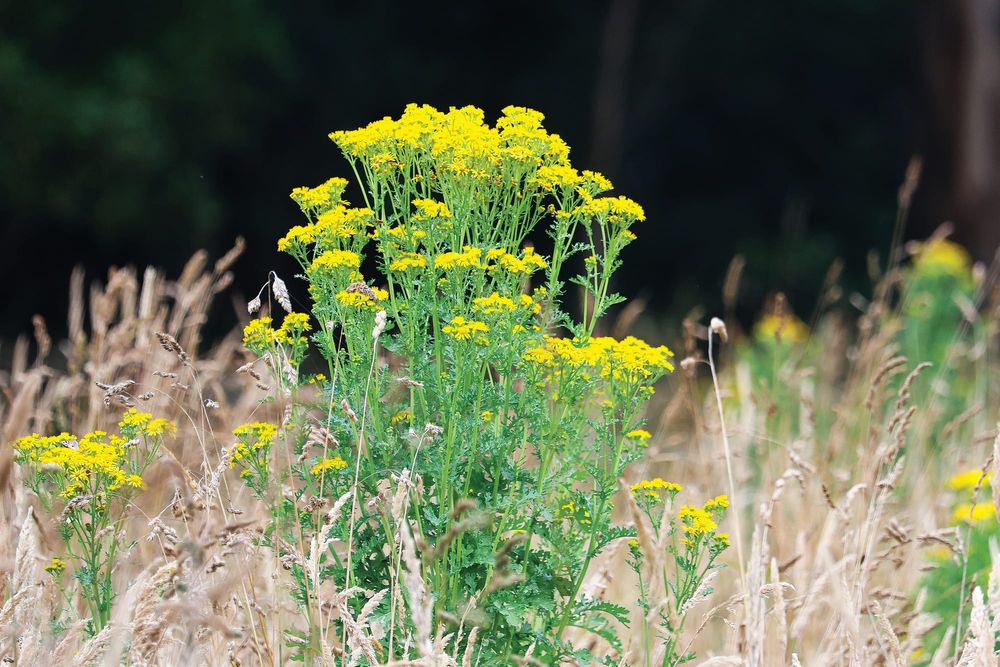 More support for communities to tackle pests post image
