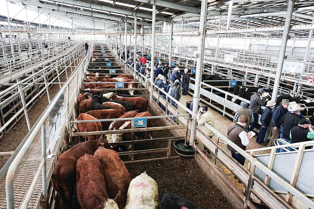 Global demand for cheaper beef cuts post image