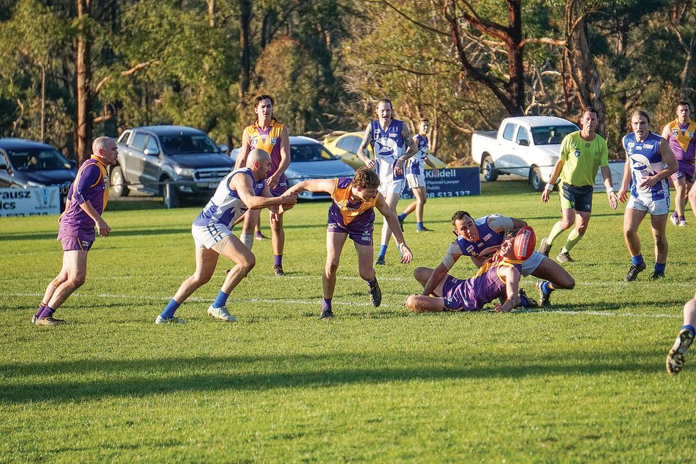 Tigers undone by the Sharks post image