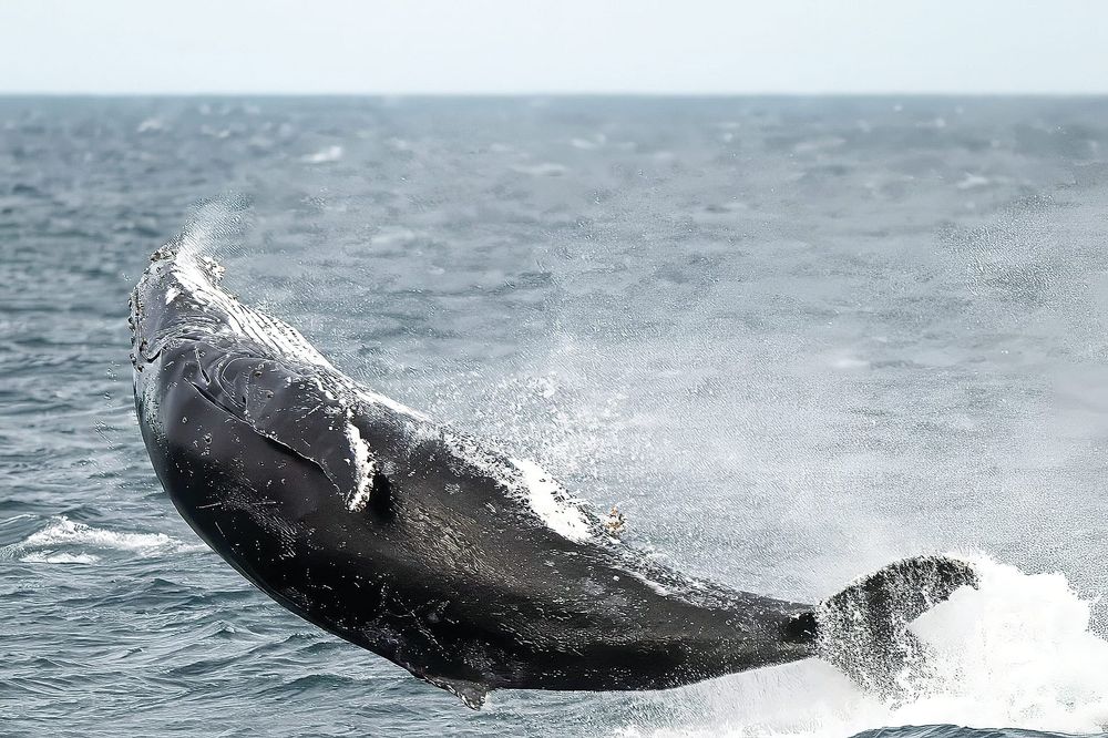 Whales watchers on the look out post image