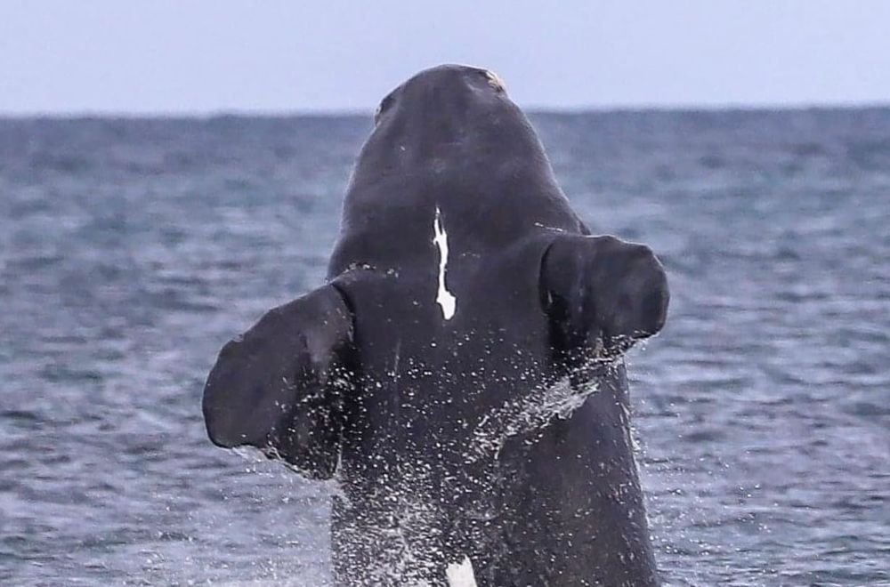 Targeting irresponsible whale watchers in Cowes post image