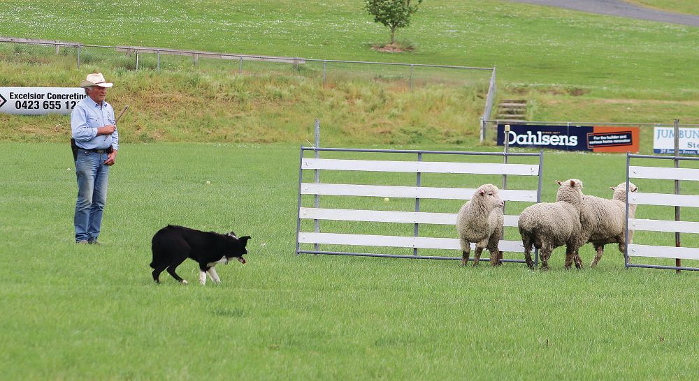 Working dogs to take centre stage at Korumburra post image