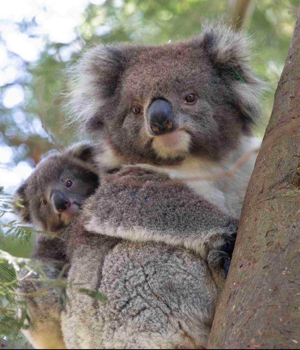 Joey joy at Koala Conservation Reserve post image