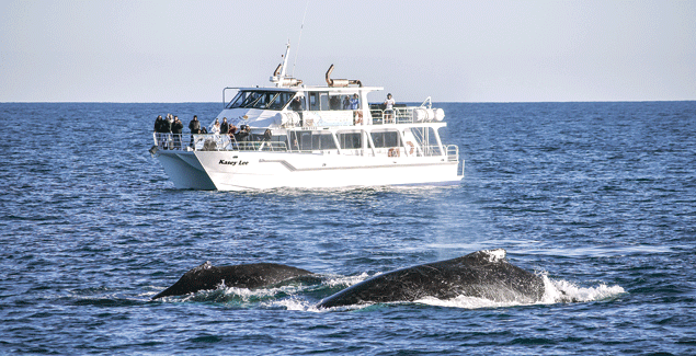 Strong start to whale season post image