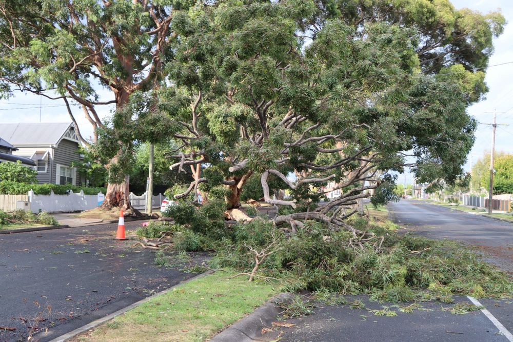 Free green waste time is coming... flag drops Saturday, October 2 post image