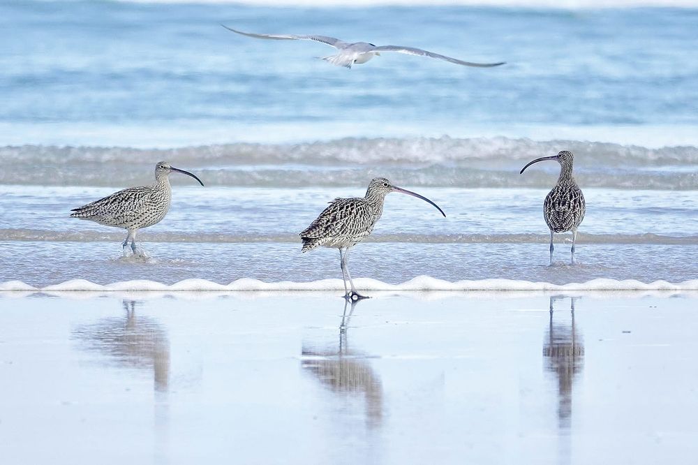 Council unfazed by Barry Beach Esso project post image