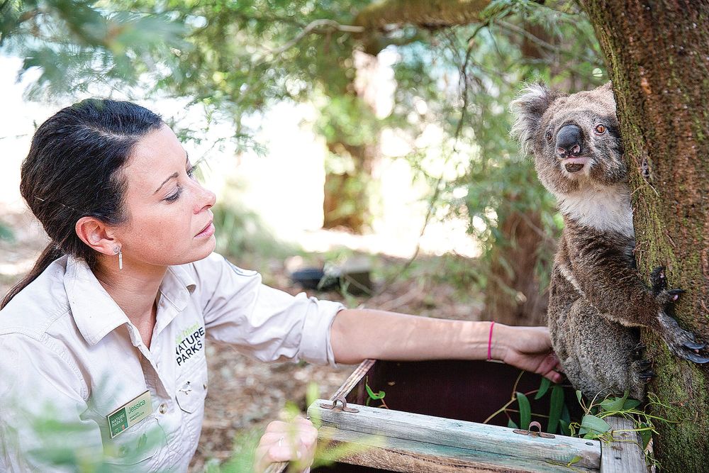 New research into treating mange in koalas post image