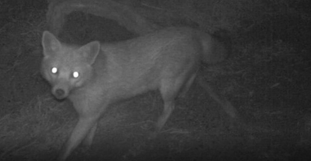 Phillip island fox still on the run post image