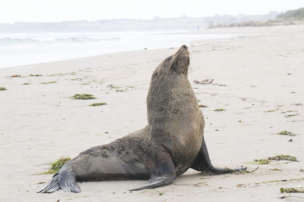 Australian Fur Seal challenges beachgoers at Inverloch post image