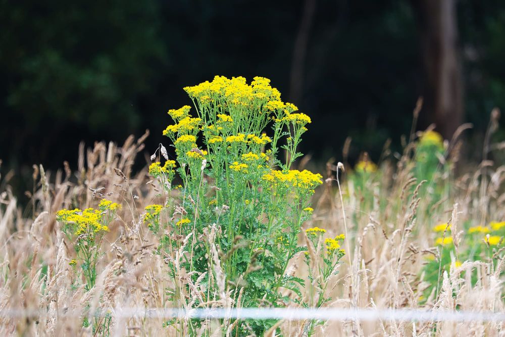 Ragwort Rampant - Yellow menace invades Loch, Poowong, Nyora post image