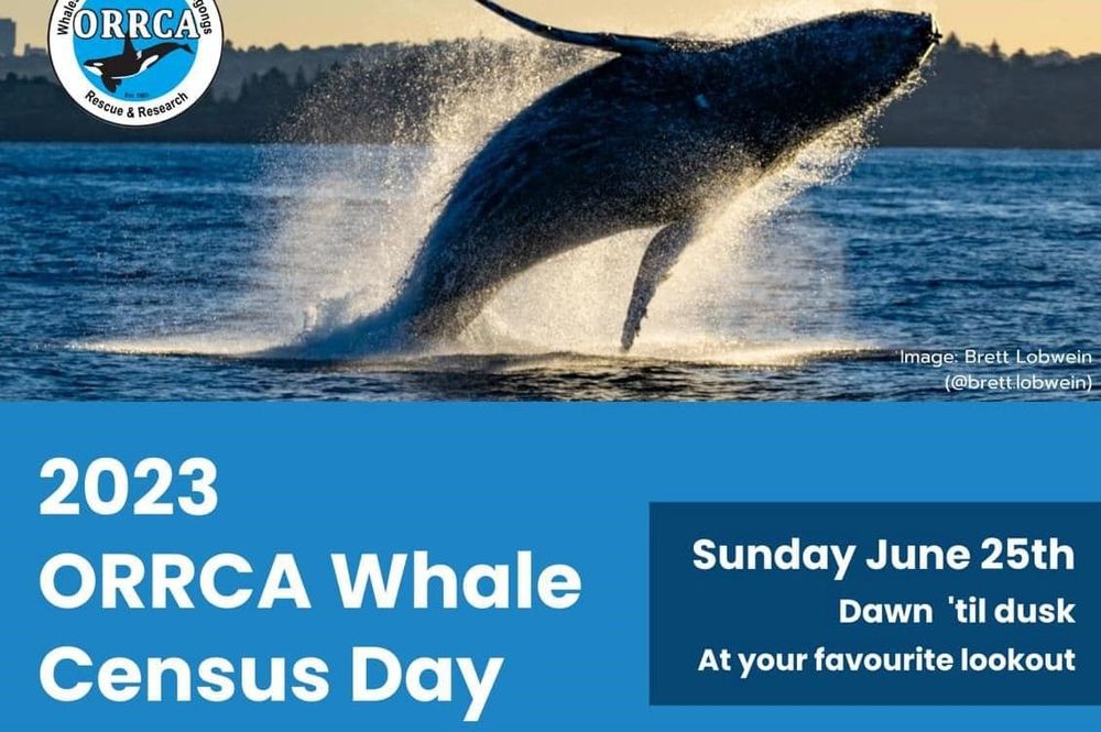 How you can help on 'Whale Census Day' this Sunday post image