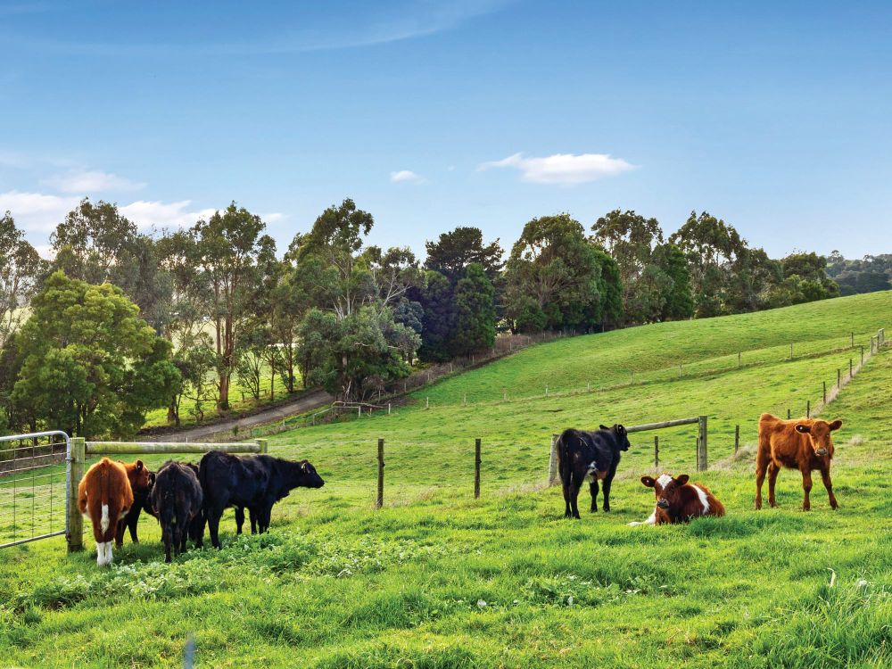 Views for days… amazing 5-acre lifestyle property on the outskirts of Korumburra post image