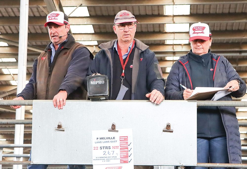 Heavy cattle continue to sell well at Leongatha VLE post image