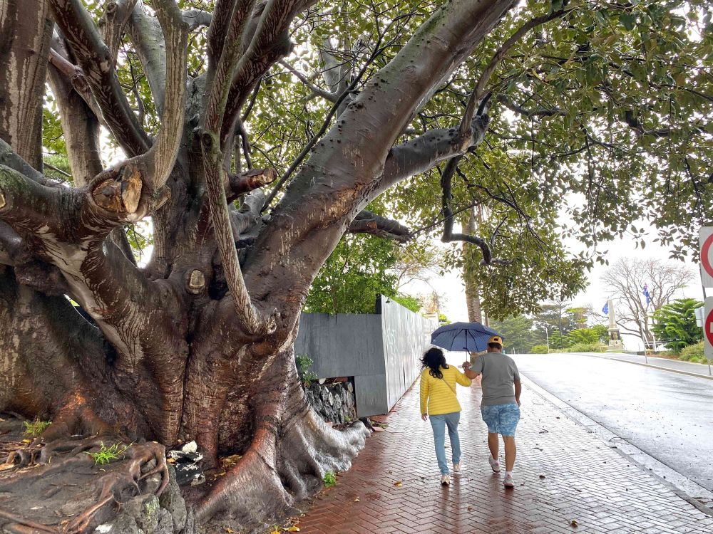 Historic Phillip Island trees miss fire threat post image