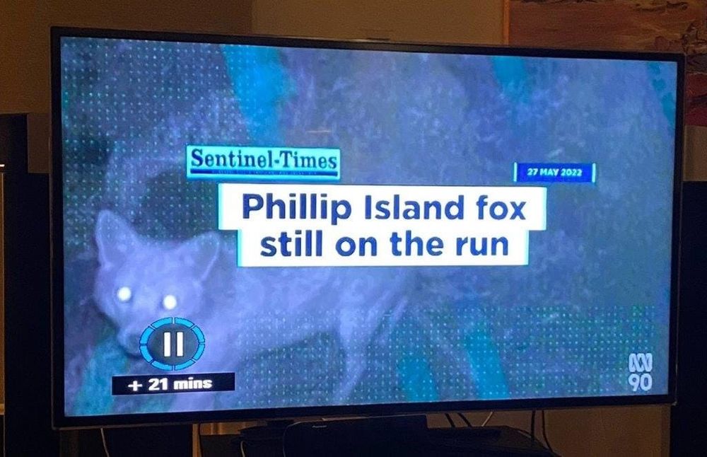 Fox and the Sentinel get a run on The Weekly post image