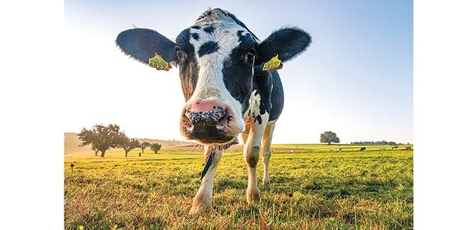 Dairy industry faring well despite global challenges post image