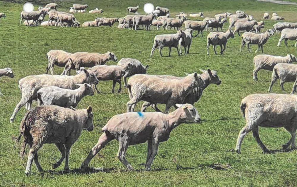 $50,000 fine for ‘immense’ cruelty at Walkerville post image