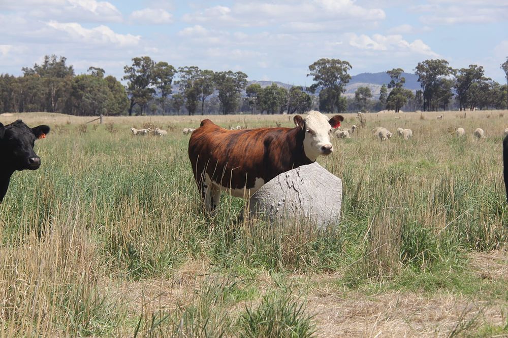 Preventing cold stress on cows over winter post image