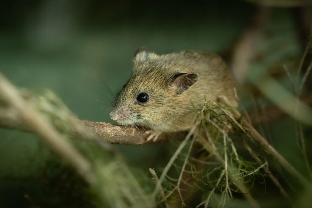 Love is in the air for Prom’s endangered mice post image