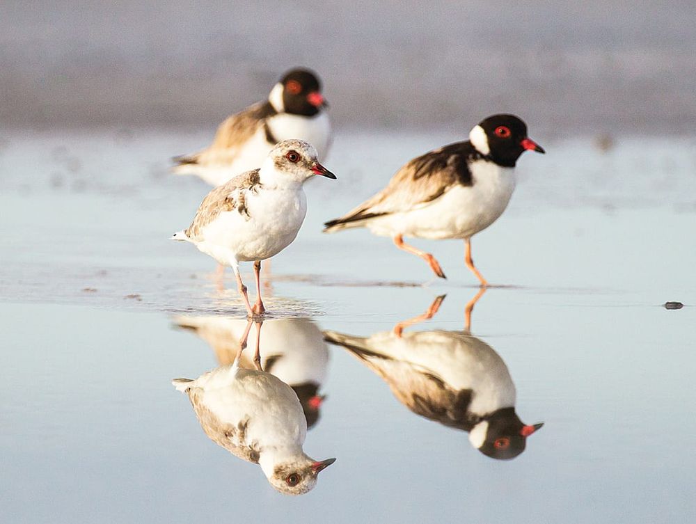 Working together is key for West Gippsland’s wildlife post image
