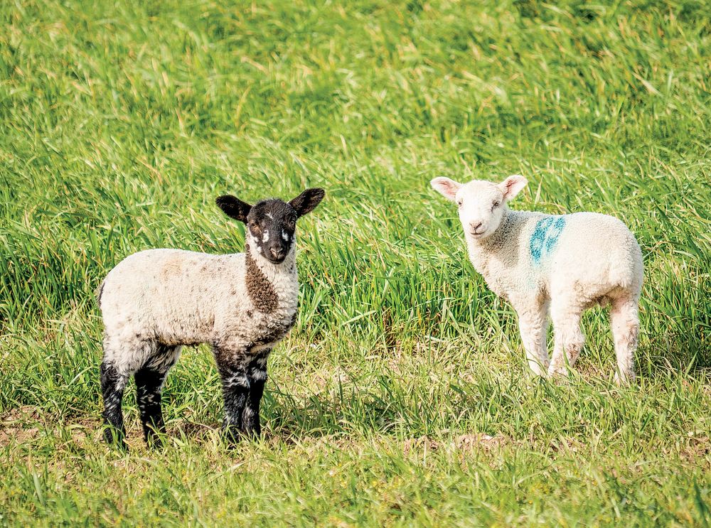 More breeding ewes reported for Spring post image