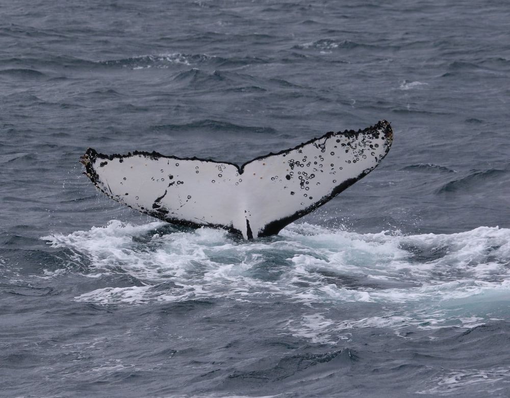 Have a whale of a time at Phillip Island festival post image