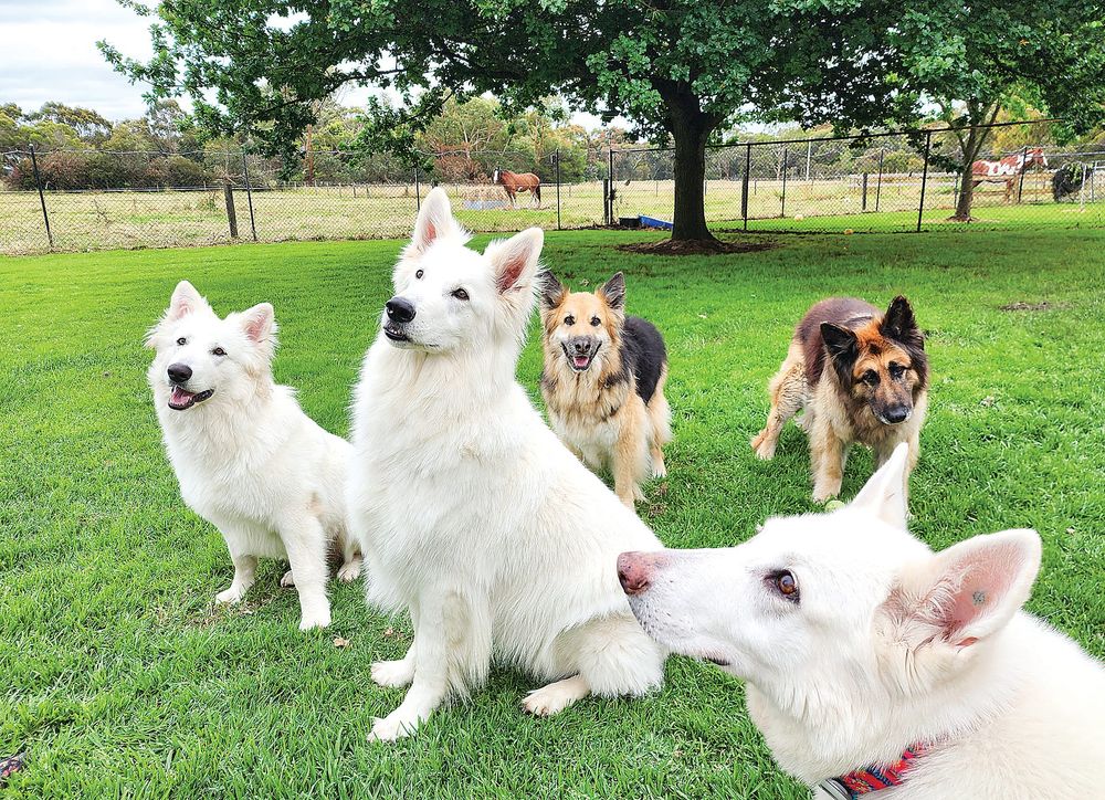 Get the gifts for your furry friend that help another post image