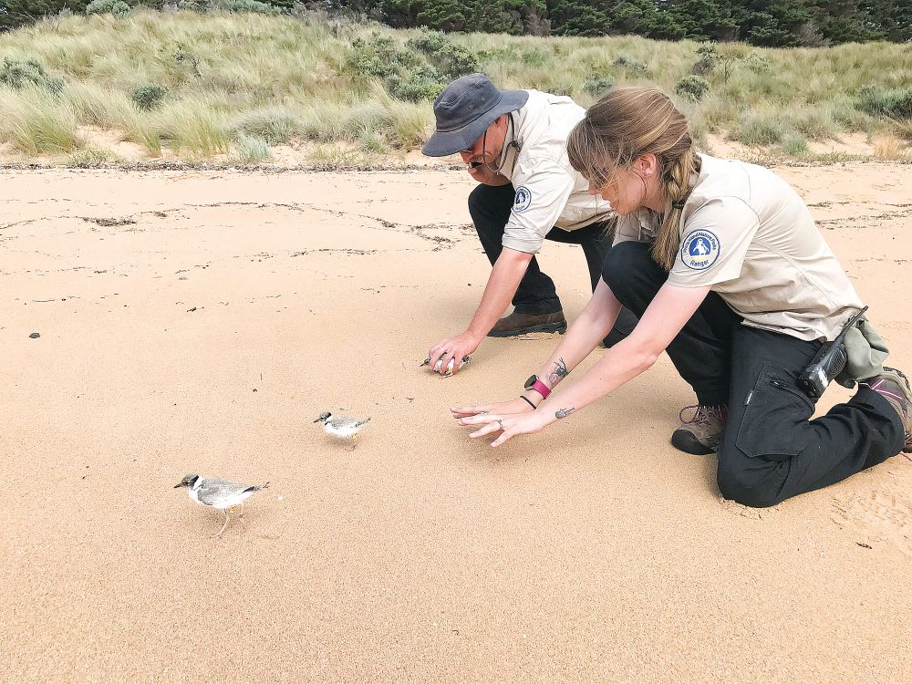 Renewed efforts to protect Phillip Island’s hooded plover population post image