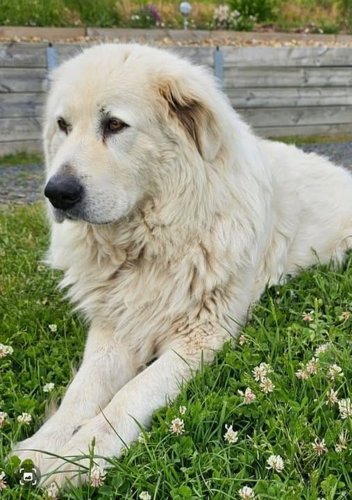 Help find Rufus post image