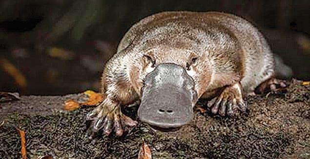 Landcare register to protect platypuses post image