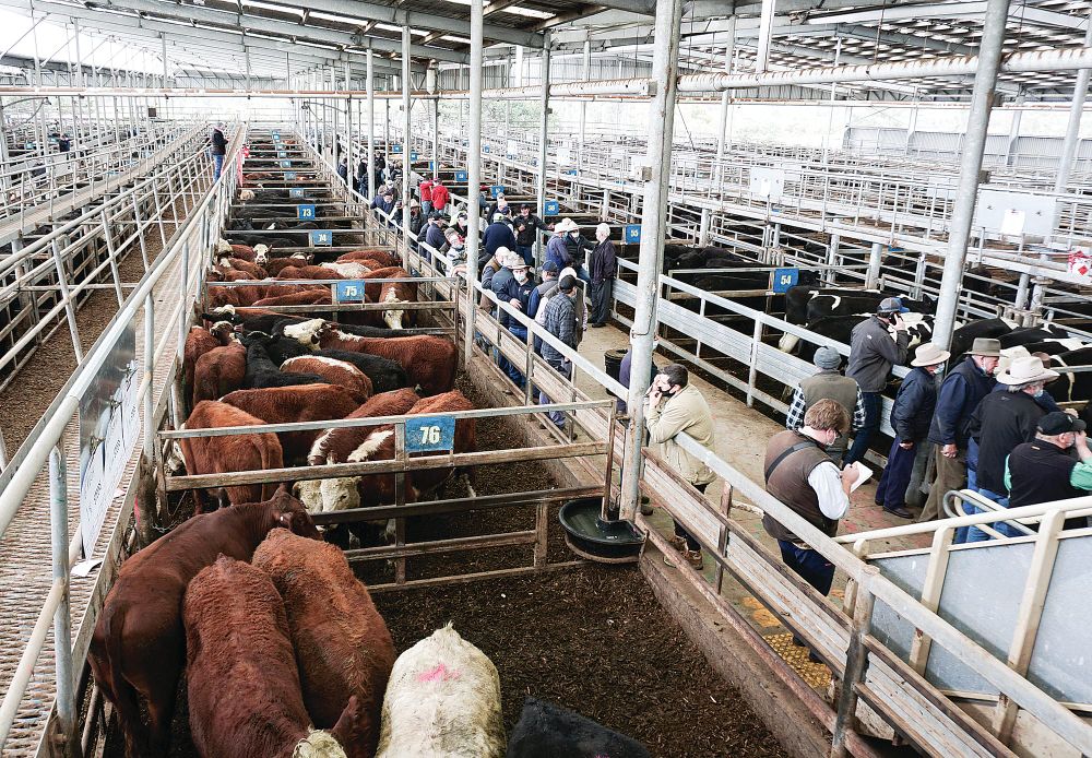 Australia’s cattle herd to reach largest size in nearly a decade post image