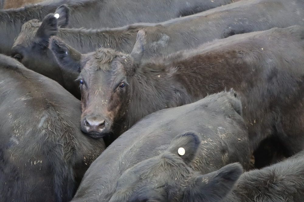 Concerns over traceability and biosecurity of US beef post image