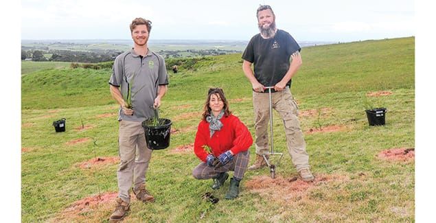 2000 plants in the ground at Ryanston post image