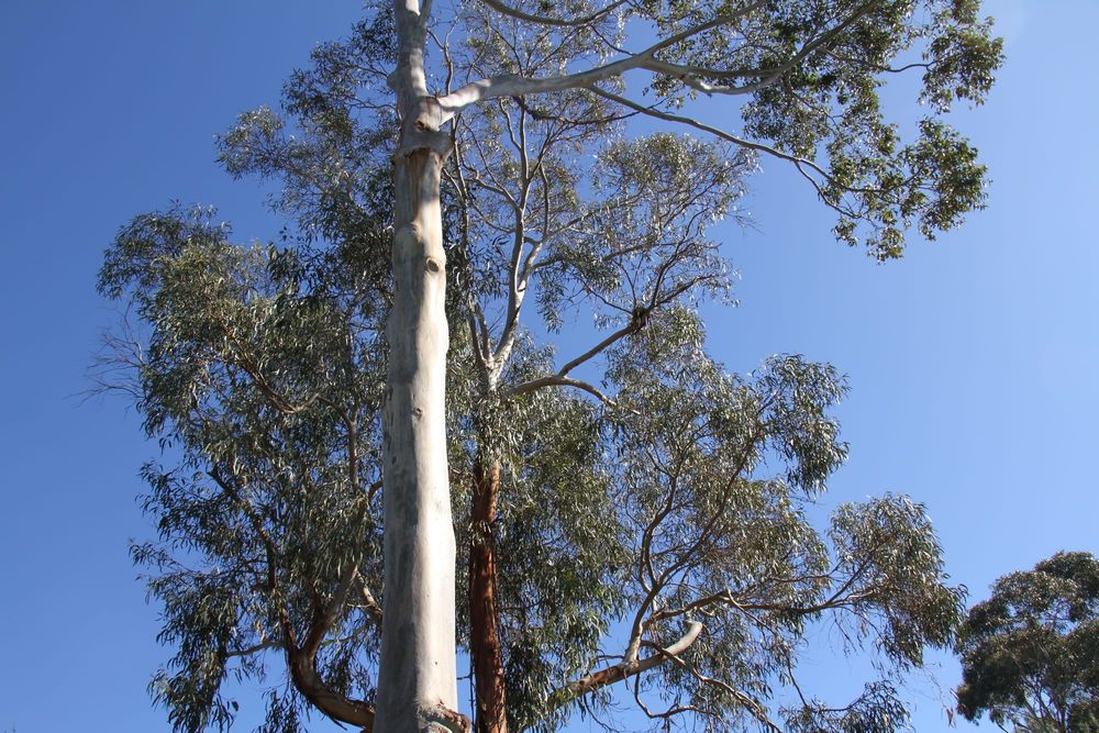 Axe falls on Ventnor trees after Bass Coast Council backflip post image