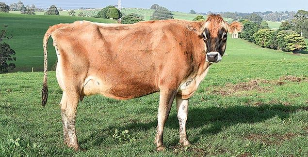 Studies highlight Jersey cow profitability post image