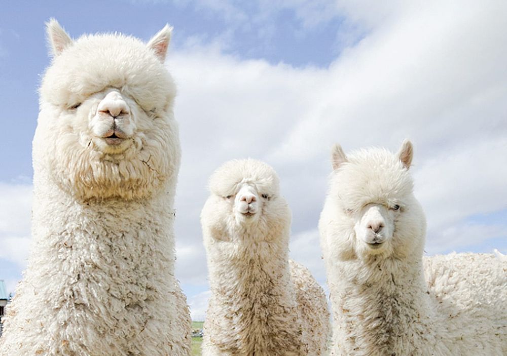 RSPCA launches short course for Victorian hobby farmers post image