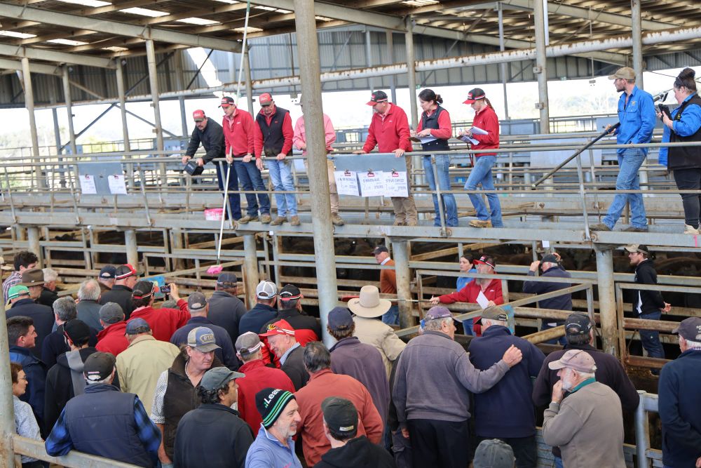 Cattle prices holding steady with a second big yarding at VLE post image